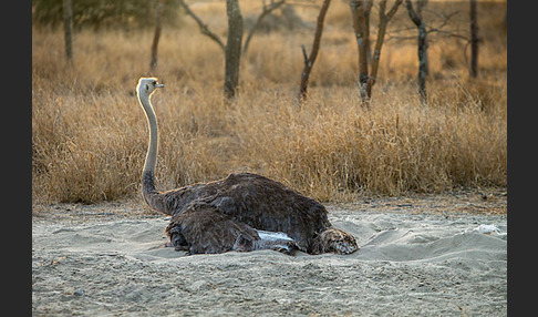 Somalistrauß (Struthio molybdophanes)