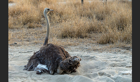 Somalistrauß (Struthio molybdophanes)