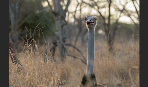 Somalistrauß (Struthio molybdophanes)