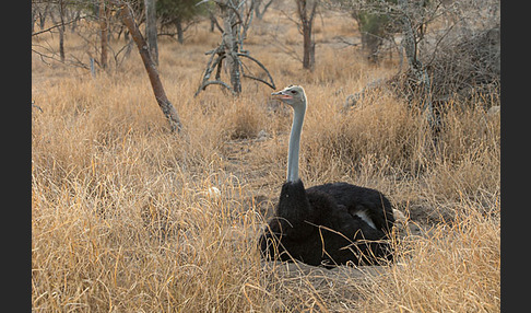 Somalistrauß (Struthio molybdophanes)