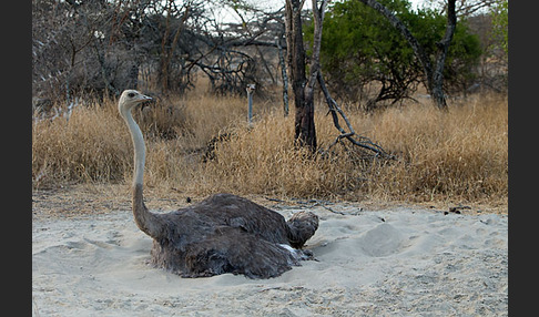 Somalistrauß (Struthio molybdophanes)