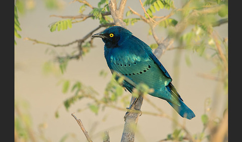 Grünschwanz-Glanzstar (Lamprotornis chalybaeus)