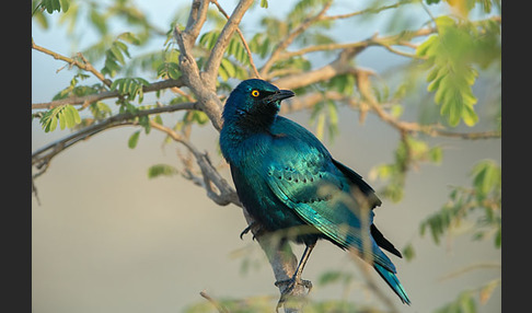 Grünschwanz-Glanzstar (Lamprotornis chalybaeus)