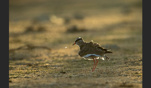 Kronenkiebitz (Vanellus coronatus)