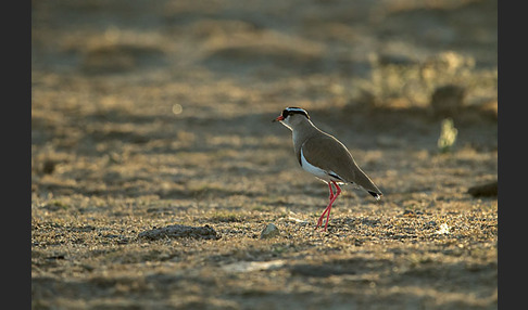 Kronenkiebitz (Vanellus coronatus)