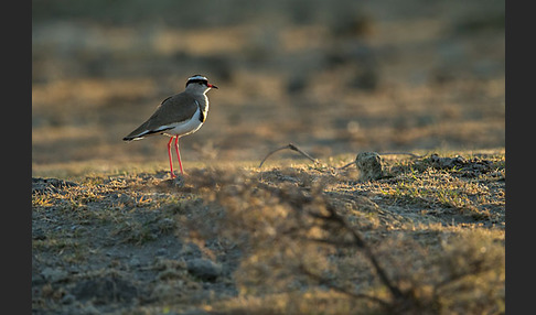 Kronenkiebitz (Vanellus coronatus)