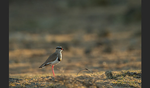 Kronenkiebitz (Vanellus coronatus)