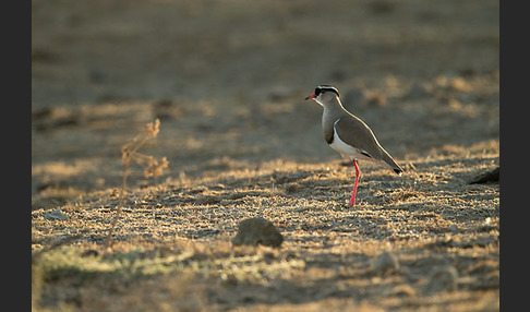 Kronenkiebitz (Vanellus coronatus)