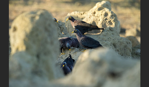 Oliventaube (Columba arquatrix)