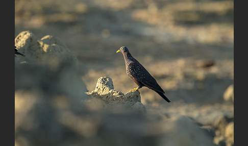 Oliventaube (Columba arquatrix)