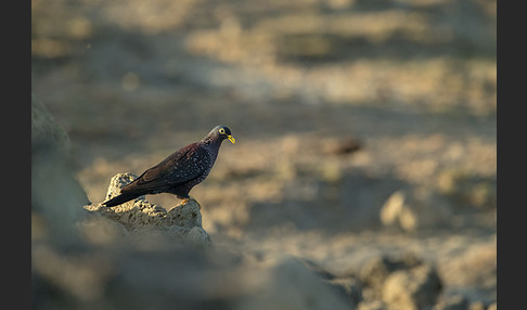 Oliventaube (Columba arquatrix)