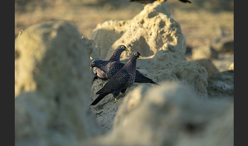 Oliventaube (Columba arquatrix)