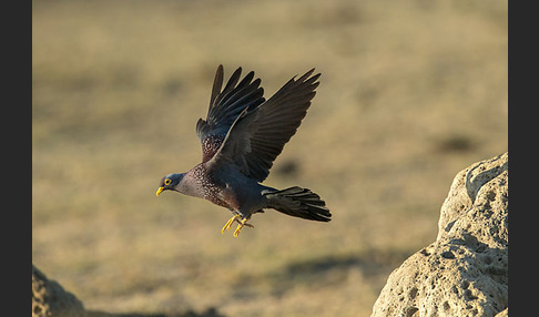 Oliventaube (Columba arquatrix)