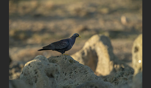 Oliventaube (Columba arquatrix)