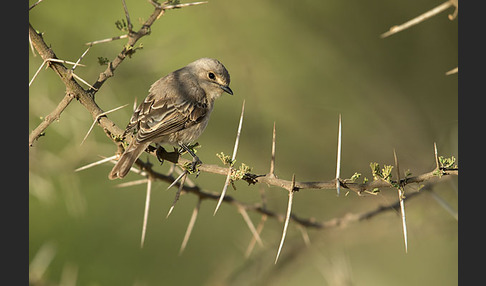 Strichelkopfschnäpper (Bradornis microrhynchus)