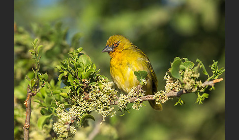 Gilbweber (Ploceus galbula)