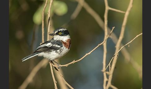 Keniaschnäpper (Batis minor)