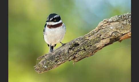 Keniaschnäpper (Batis minor)