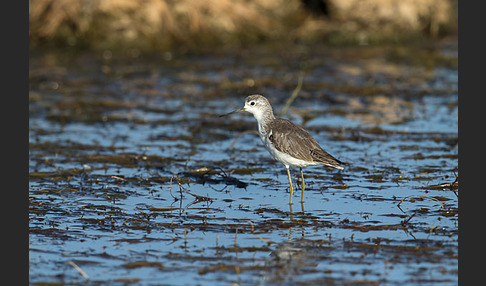 Teichwasserläufer (Tringa stagnatilis)