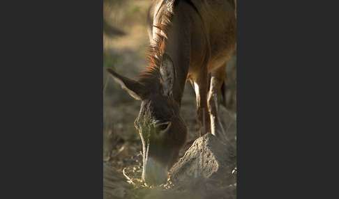 Hausesel (Equus asinus)