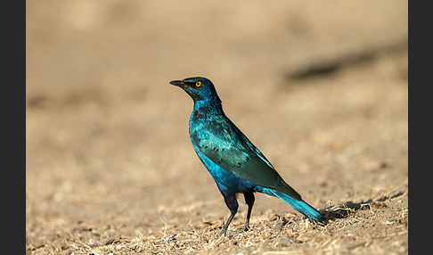 Grünschwanz-Glanzstar (Lamprotornis chalybaeus)