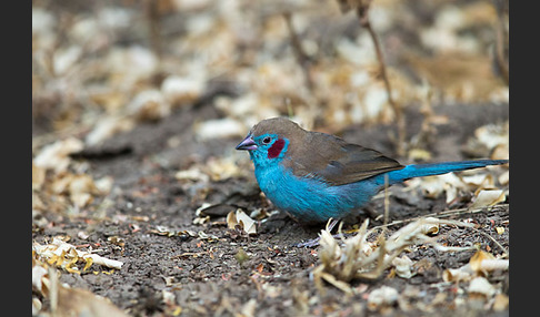 Schmetterlingsastrild (Uraeginthus bengalus)