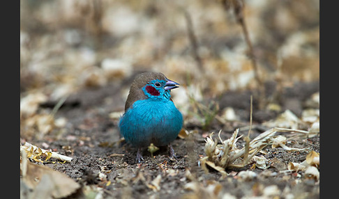 Schmetterlingsastrild (Uraeginthus bengalus)