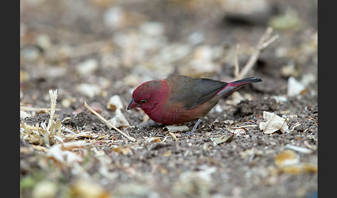 Senegalamarant (Lagonosticta senegala)