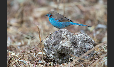 Schmetterlingsastrild (Uraeginthus bengalus)