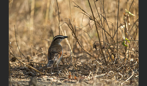 Senegaltschagra (Tchagra senegala)