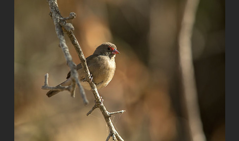 Senegalamarant (Lagonosticta senegala)