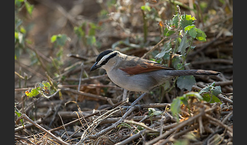 Senegaltschagra (Tchagra senegala)