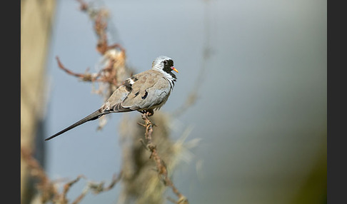 Kaptäubchen (Oena capensis)