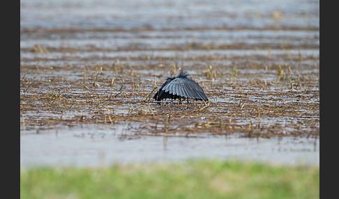 Glockenreiher (Egretta ardesiaca)