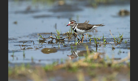 Dreiband-Regenpfeifer (Charadrius tricollaris)