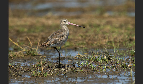 Uferschnepfe (Limosa limosa)