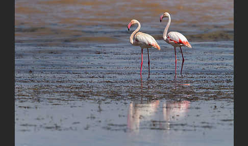 Rosaflamingo (Phoenicopterus roseus)