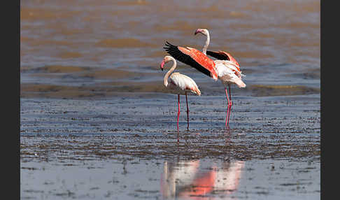 Rosaflamingo (Phoenicopterus roseus)