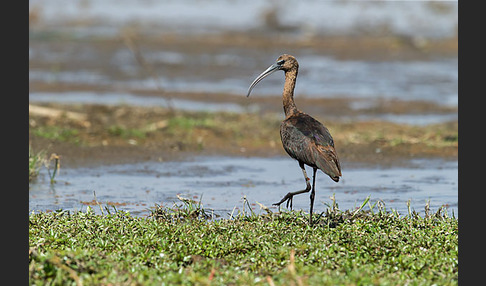 Sichler (Plegadis falcinellus)