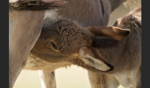 Hausesel (Equus asinus)