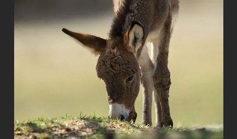 Hausesel (Equus asinus)