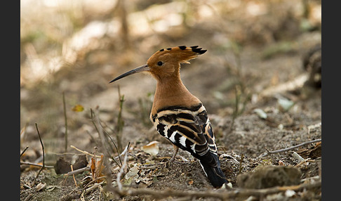 Wiedehopf (Upupa epops)