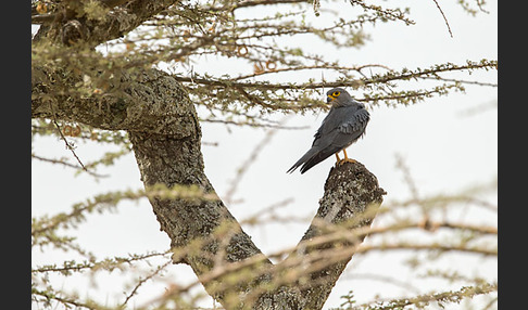 Graufalke (Falco ardosiaceus)