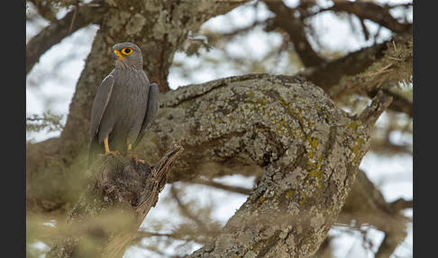 Graufalke (Falco ardosiaceus)