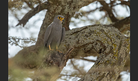 Graufalke (Falco ardosiaceus)