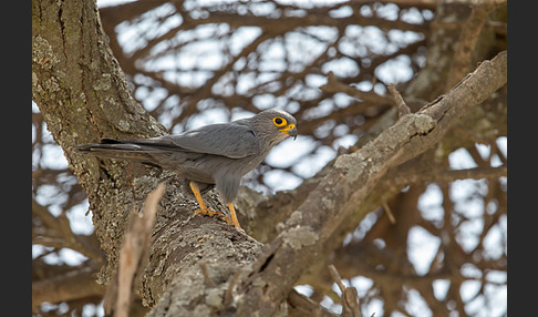 Graufalke (Falco ardosiaceus)