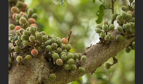 Feige spec. (Ficus vasta)