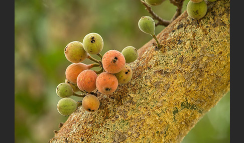 Feige spec. (Ficus vasta)