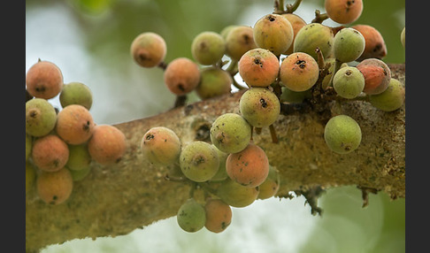 Feige spec. (Ficus vasta)