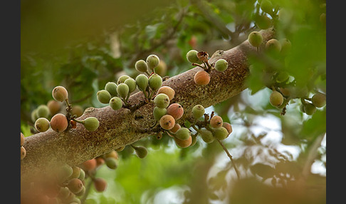 Feige spec. (Ficus vasta)